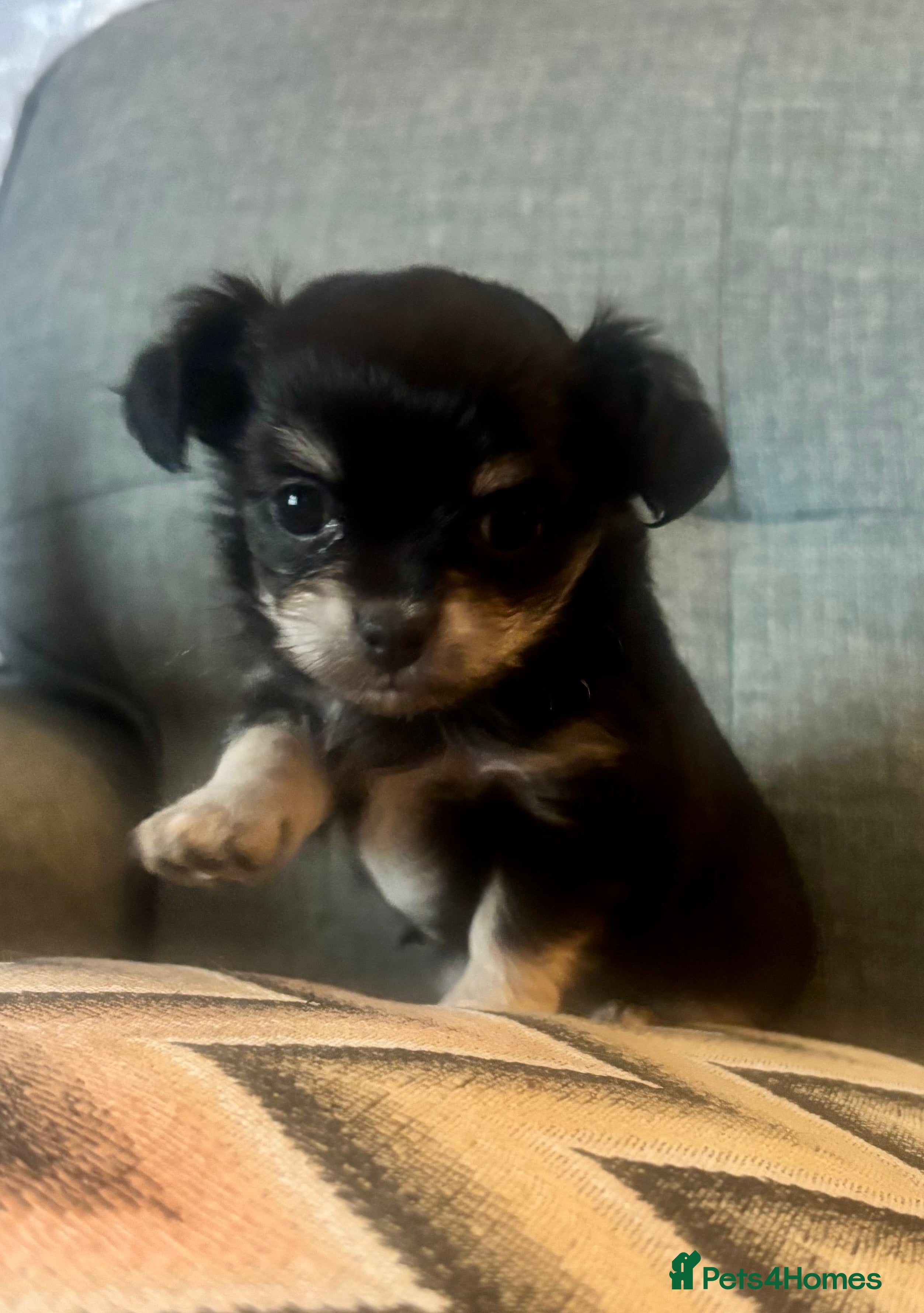 Chihuahua dogs Beautiful Long-Haired Chihuahua Girl 💕 - Advert 1