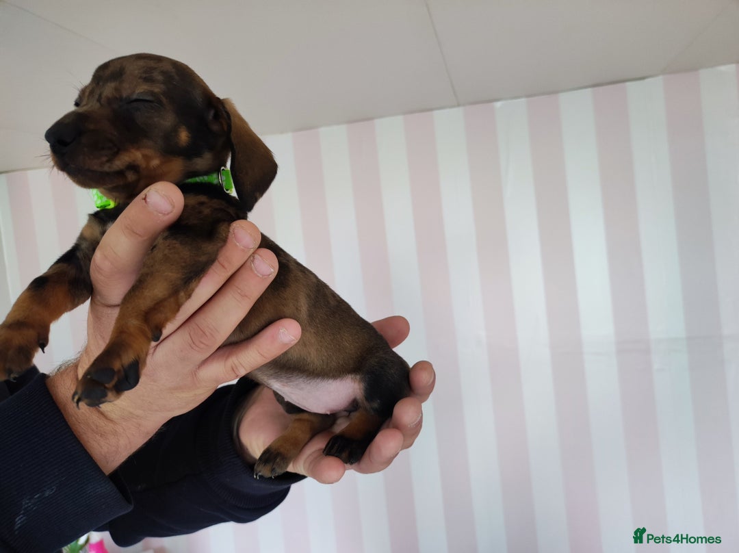 Dachshund dogs for sale: Adorable miniature dachshunds - Image 11
