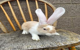 Continental Giant rabbits for sale: Pure breed continental giant female  - Image 3