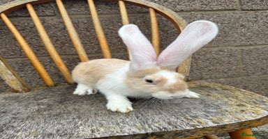 Continental Giant rabbits - Advert 8