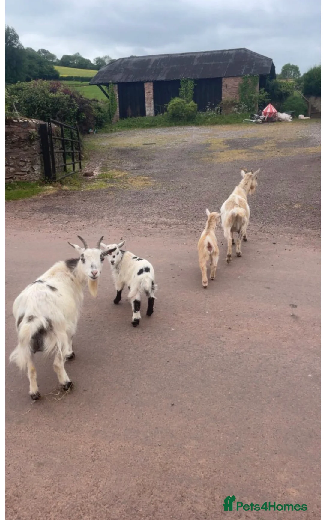 Goats livestock for sale: 2 gorgeous Pygmy nanny’s for sale  - Advert 4