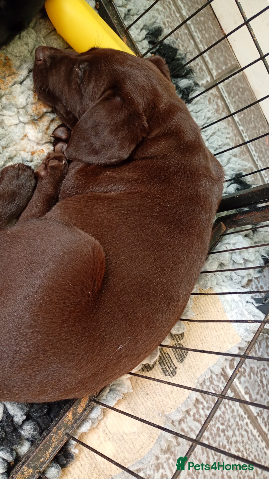 Labrador Retriever dogs for sale: Labrador puppies looking for their forever home. - Image 5