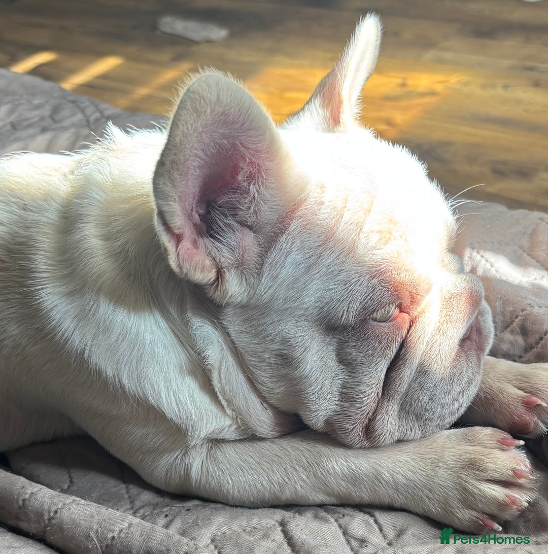 French Bulldog dogs for sale: French Bulldog Puppies, pink and fluffy carriers - Image 17