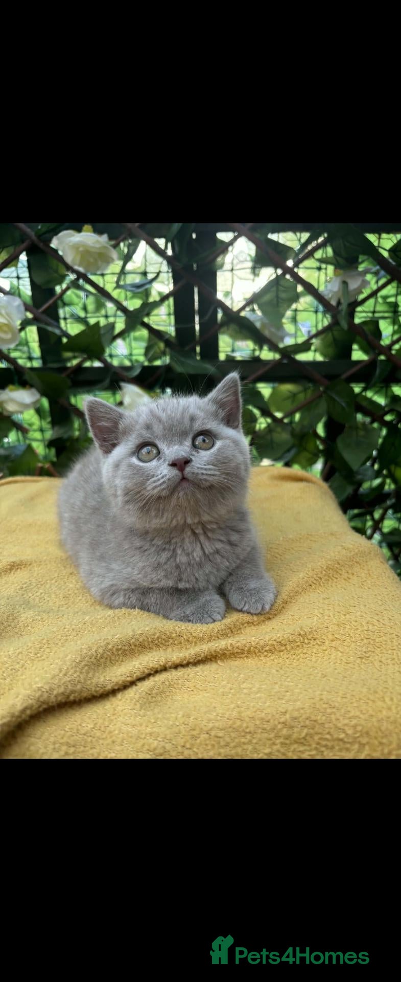 British Shorthair cats Ready now british shorthair  - Advert 2