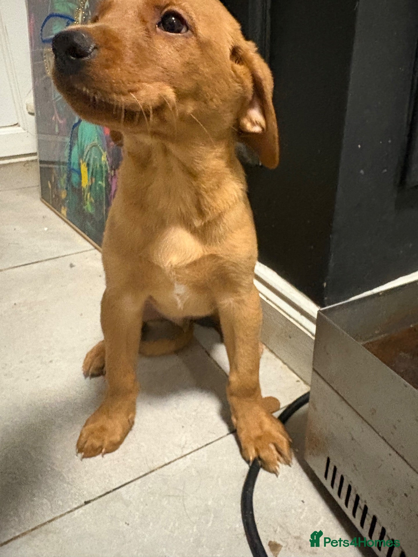 Labrador Retriever dogs Beautiful fox red boy! - Advert 1