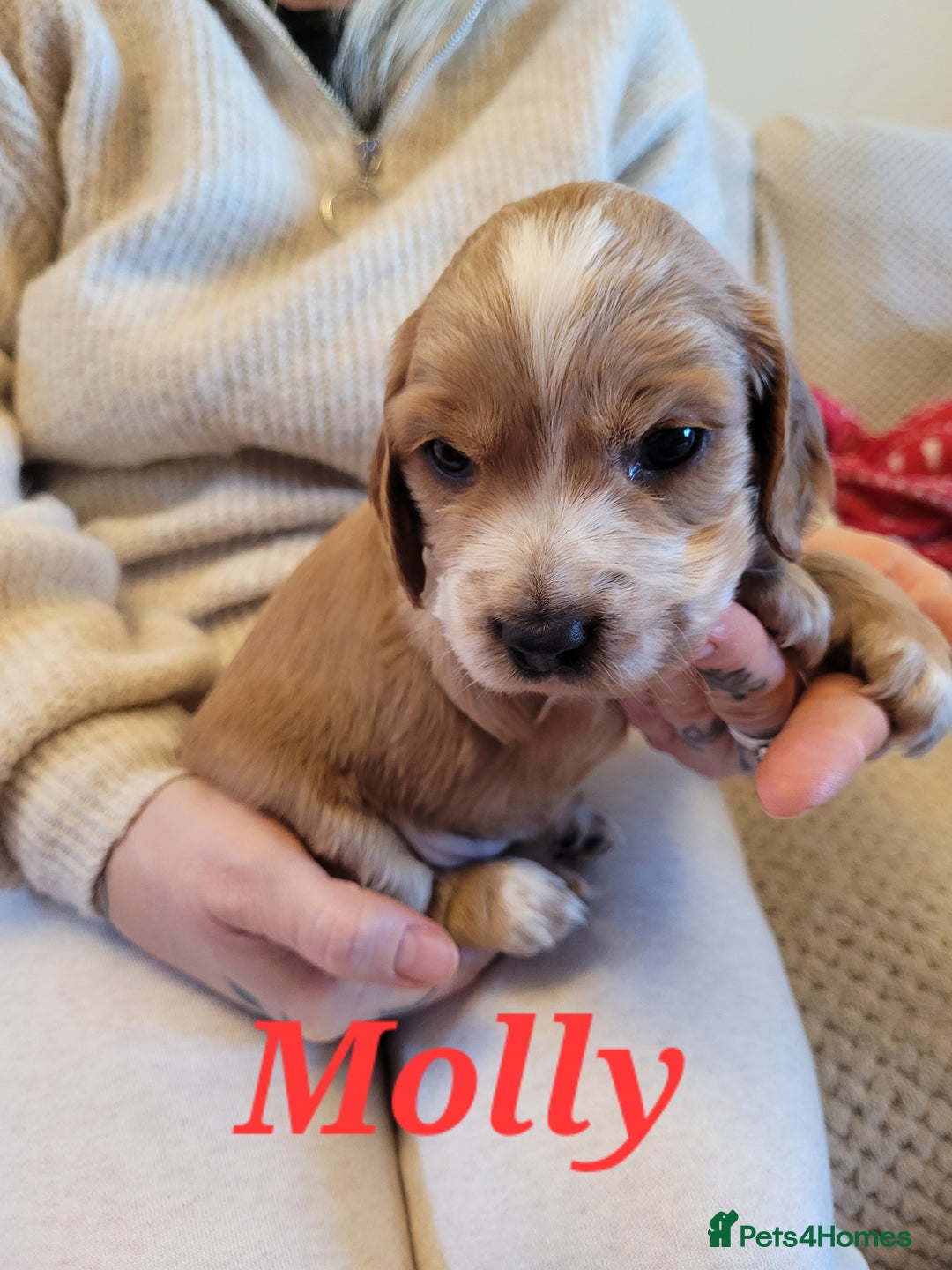 Cocker Spaniel dogs for sale: Gorgeous litter of cocker spaniels - Advert 14