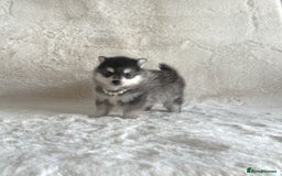 Pomsky dogs for sale: perfect husky markings micro Pomsky puppies  - Image 1