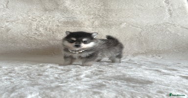 Pomsky dogs perfect husky markings micro Pomsky puppies  - Advert 5