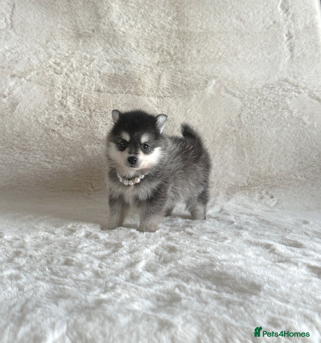 Pomsky dogs for sale: perfect husky markings micro Pomsky puppies  - Image 1