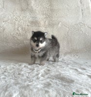 Pomsky dogs perfect husky markings micro Pomsky puppies - Advert 3