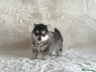 Pomsky dogs perfect husky markings micro Pomsky puppies - Advert 15