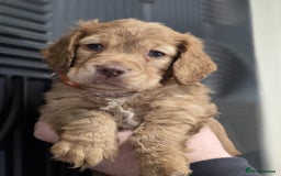 Cocker Spaniel dogs for sale: Ready now🐶X1 boy left🐶working cocker spaniel - Image 35