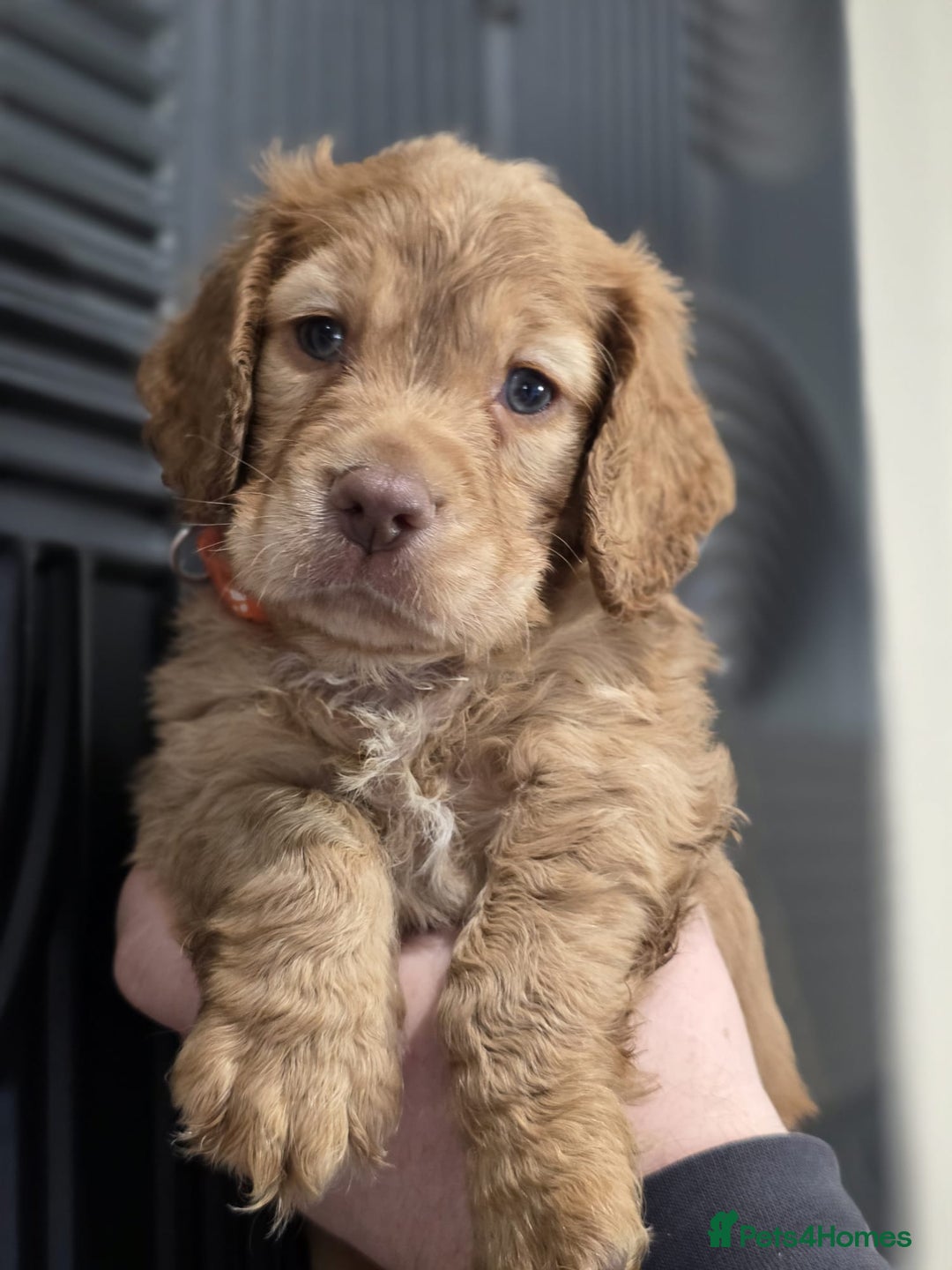 Cocker Spaniel dogs for sale: Ready now🐶X1 boy left🐶working cocker spaniel - Image 35
