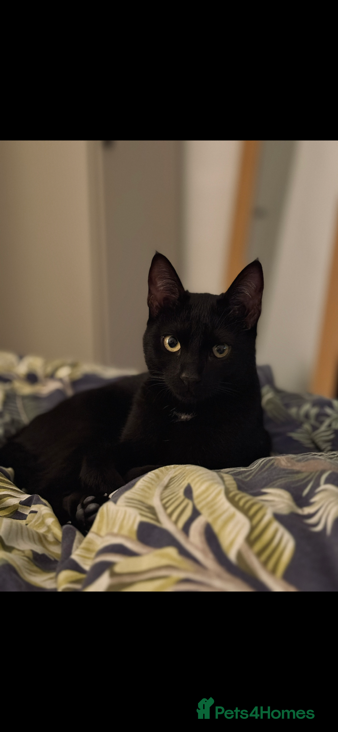 Mixed Breed cats for sale: Kitten In Need of New Home - Image 1