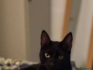 Mixed Breed cats for sale - Advert 1