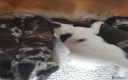 Sprocker dogs for sale: Gorgeous Merle Sprockers.  - Image 6