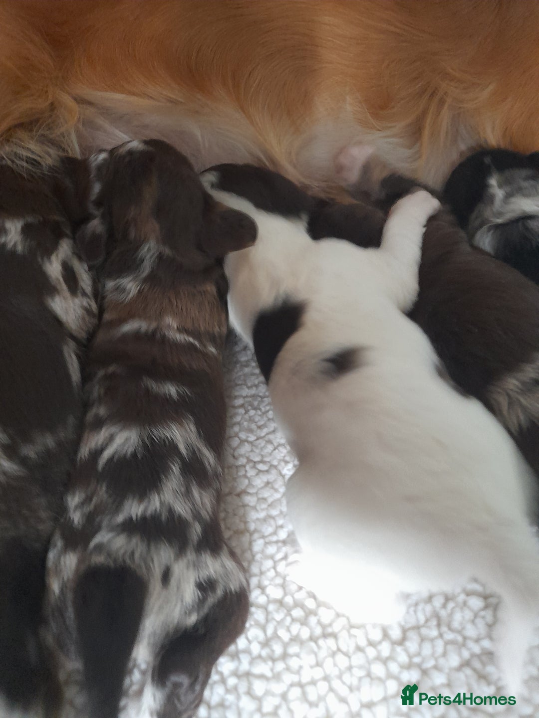 Sprocker dogs for sale: Gorgeous Merle Sprockers.  - Image 6