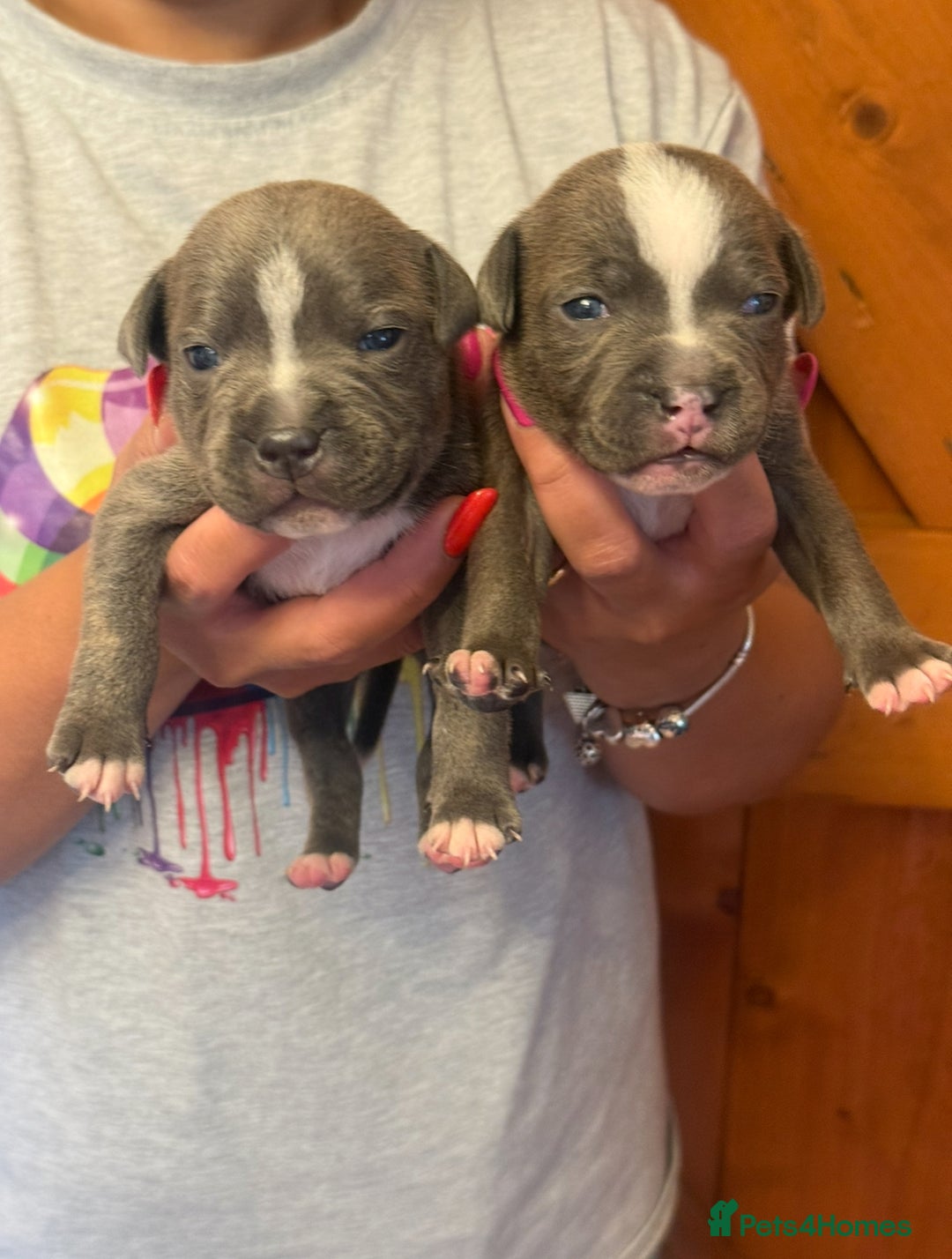 Staffordshire Bull Terrier dogs for sale: Adorable KC Reg/Health Tested SBT Puppies - Image 19