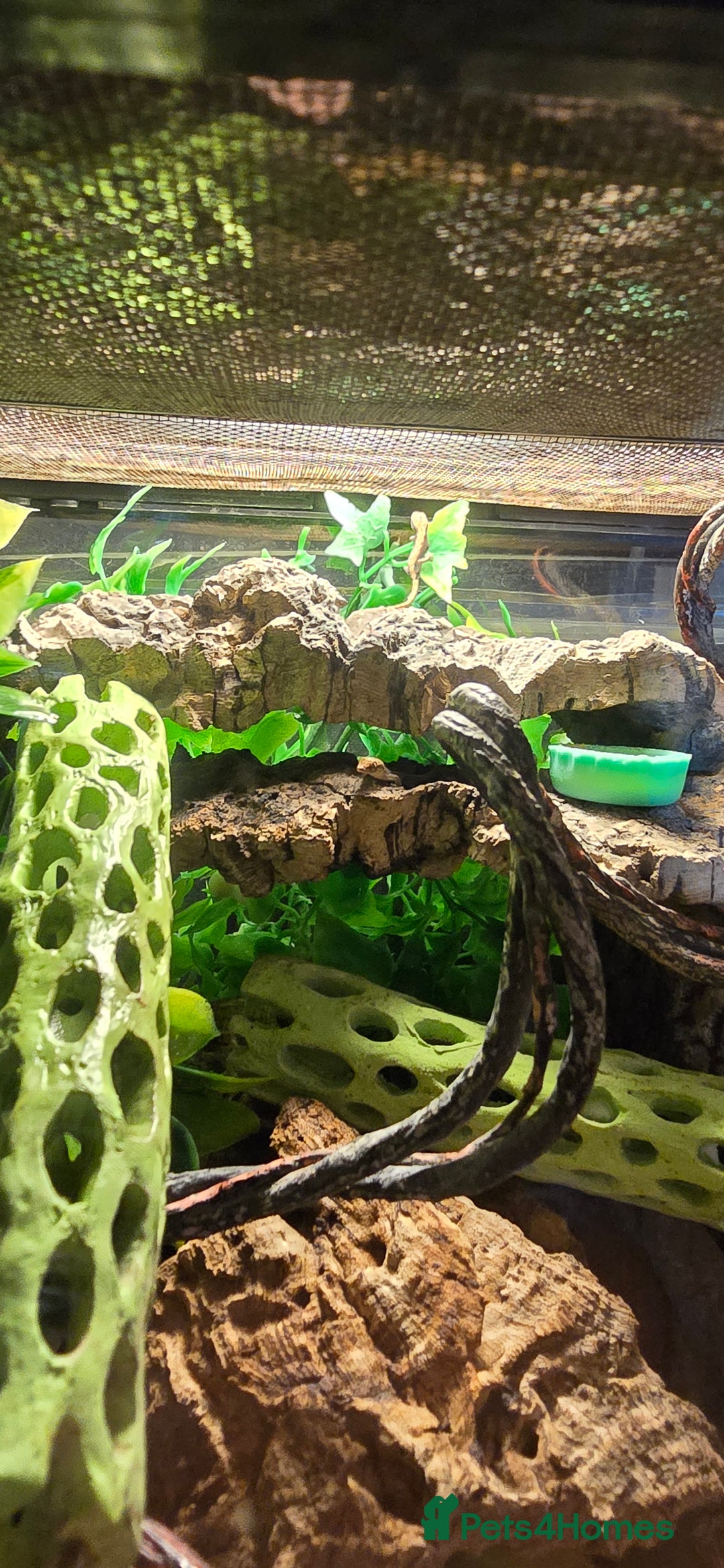 Gecko reptiles for sale: Baby Mourning Geckos for sale - Advert 4