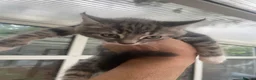 Mixed Breed cats for sale: 5 Adorable Kittens – Playful & Cute  - Advert 7
