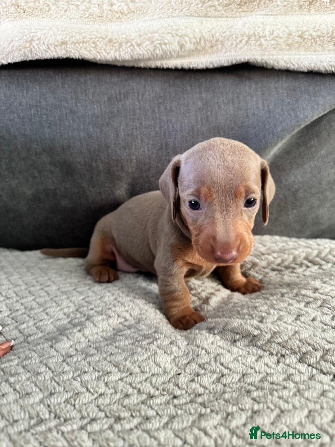 Miniature Dachshund dogs for sale: Miniature dachshund puppies - Image 2