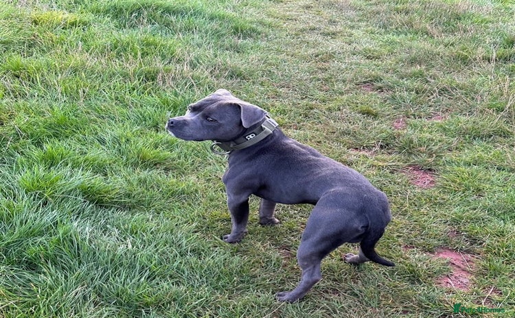 Staffordshire Bull Terrier dogs - Advert 1