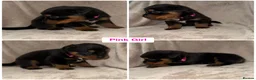 Rottweiler dogs for sale: ✨✨Beautiful Chunky Rottweiler Puppies✨✨ - Advert 5