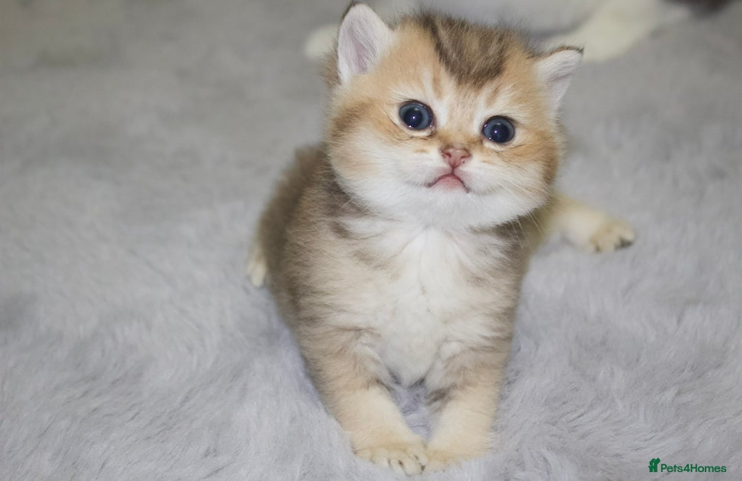 British Shorthair cats for sale: Top quality Champion Gccf british shorthair - Image 16