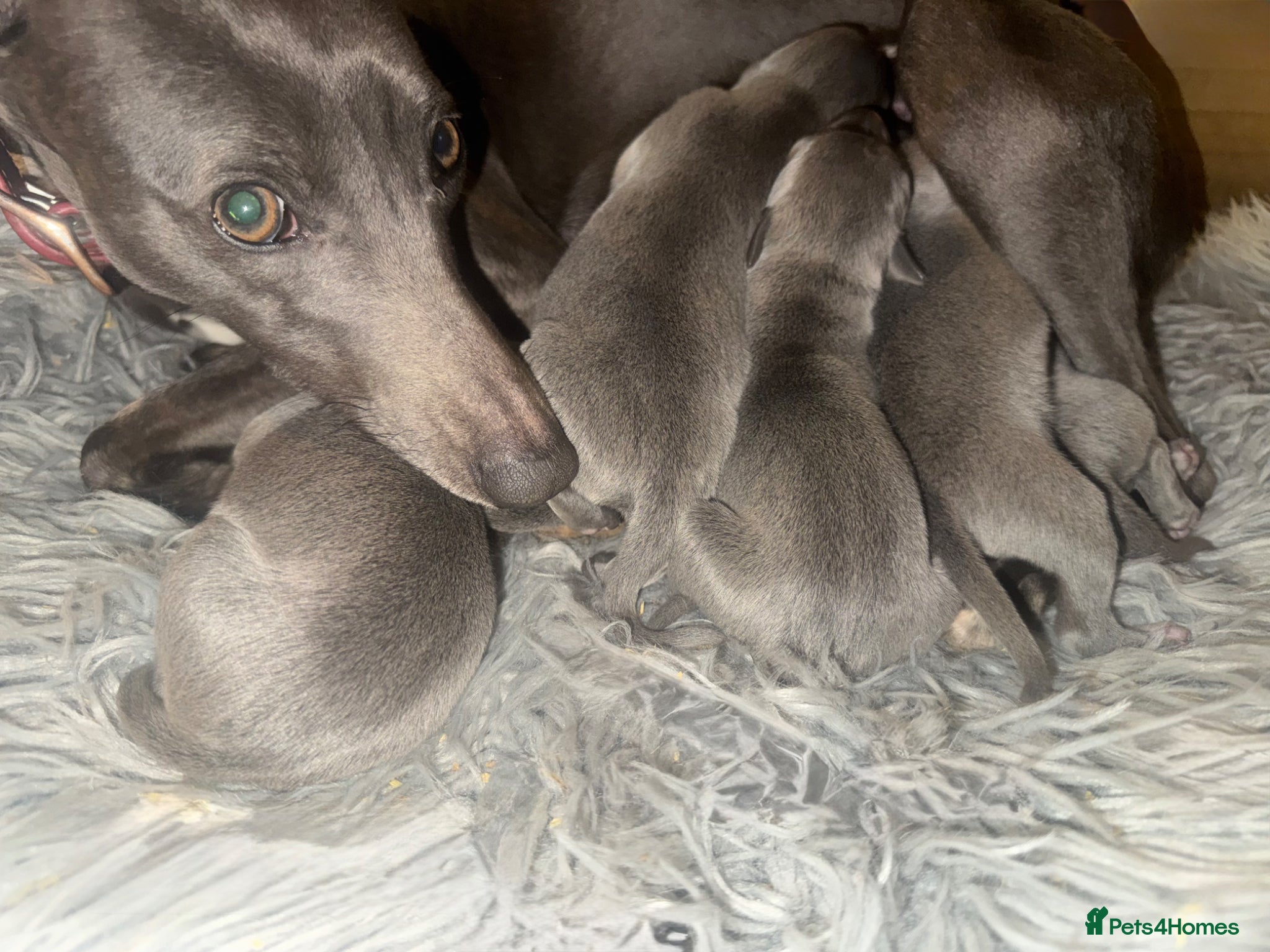 Whippet dogs for sale: 💙 Stunning KC Registered Blue Whippet Puppies  - Advert 28