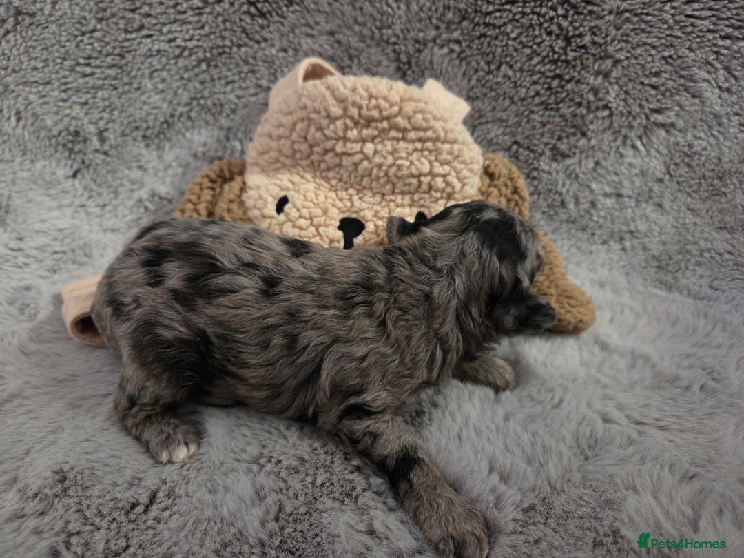 Toy Poodle dogs for sale: Gorgeous littler of x ** mall toy poodles  - Advert 8