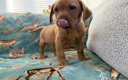 Labrador Retriever dogs for sale: KC Registered Labrador Puppies - Call  **  - Image 23