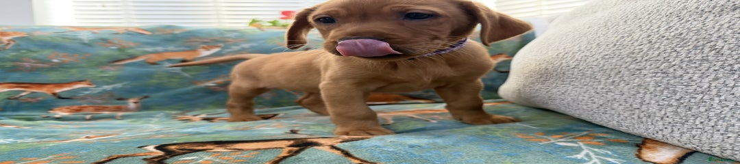 Monopoly - Purple Collar