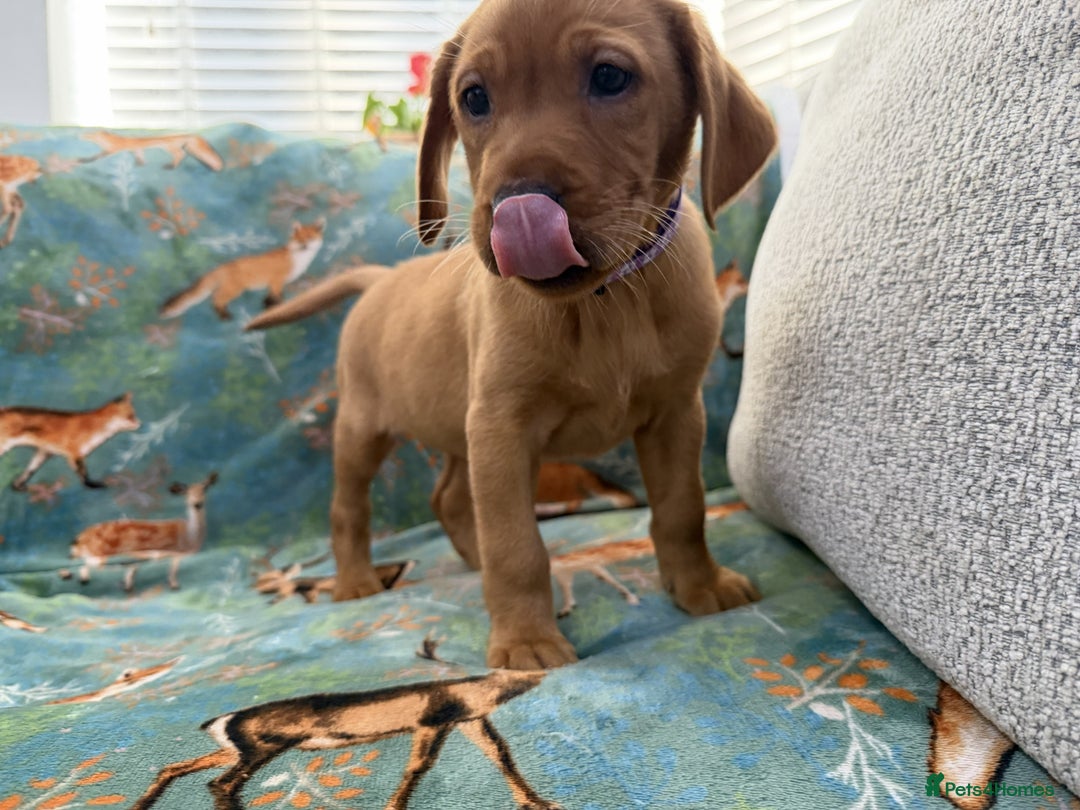 Labrador Retriever dogs for sale: KC Registered Labrador Puppies - Call  **  - Image 23