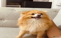 Pomeranian dogs for stud: 🐾 Miniature Foxy Type Pomeranian for Stud - Image 2