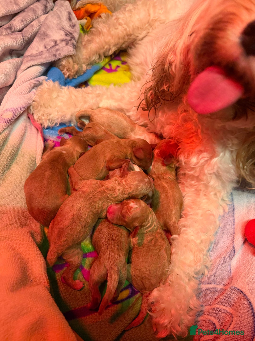 Cavapoo dogs for sale: Cavapoo for sale - Advert 4