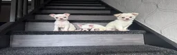 Chihuahua dogs for sale: Amazing puppys in hull - Advert 6