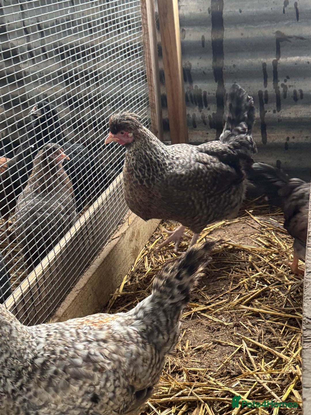 Chickens poultry for sale: Chickens pure breed and mixed breed  - Advert 4