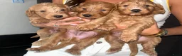 Cockapoo dogs for sale: Beautiful Cockerpoo puppies Mixture of colours  in Staines - Advert 10