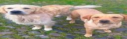 Goldador dogs for sale: Golden Retriever Labrador Puppies - Advert 40