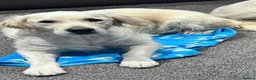 Golden Retriever dogs for sale: Kennel club registered beautiful litter of puppies - Advert 12