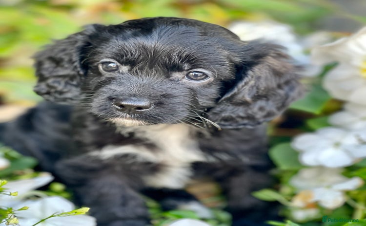 Cavapoo dogs - Advert 2