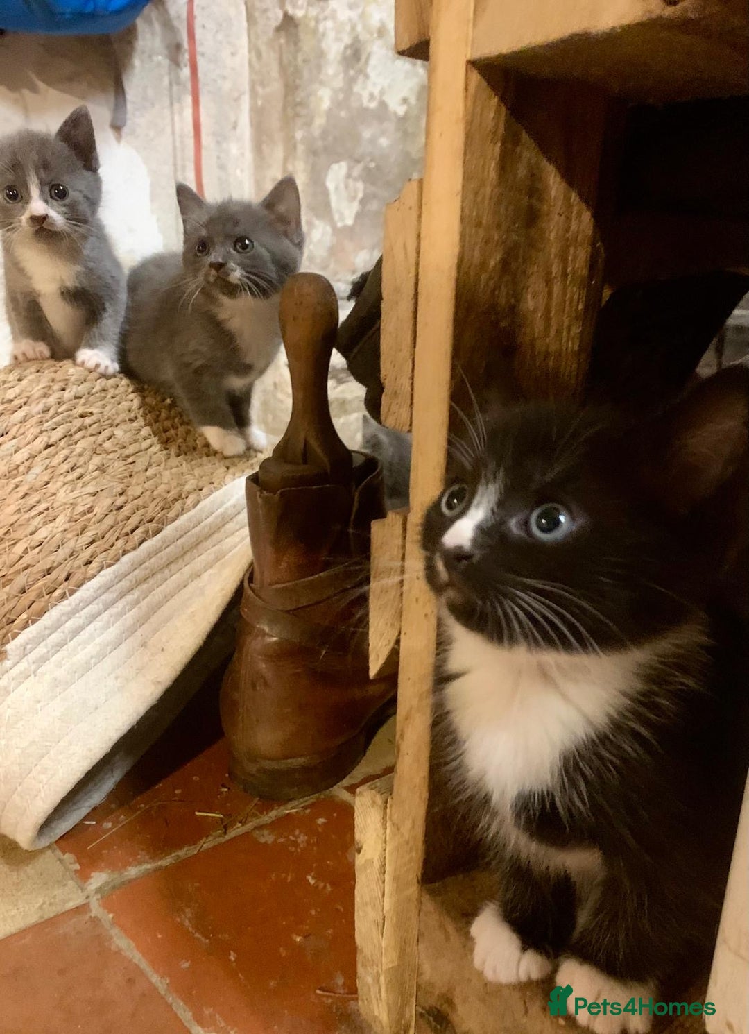 Ragdoll cats for sale: GORGEOUS Ragdoll X kittens - Image 6