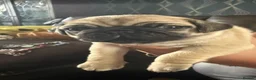 Pug dogs for sale: Stunning pug Puppies  - Advert 3