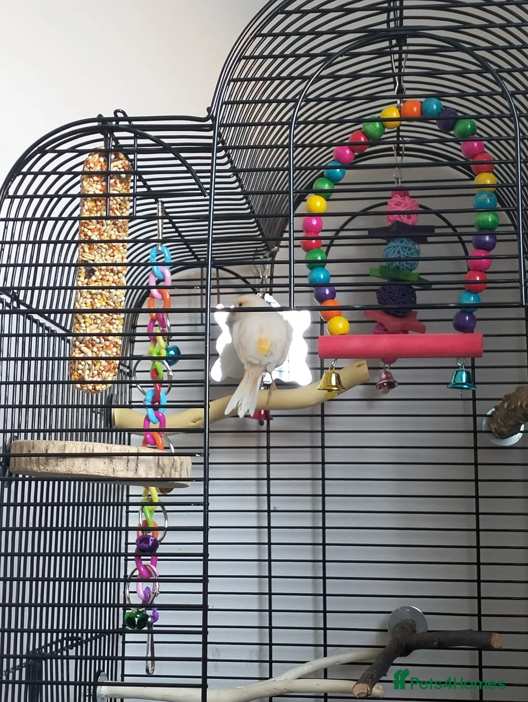 Canaries birds for sale: Beautiful baby canary and cage in Newcastle upon Tyne - Advert 2