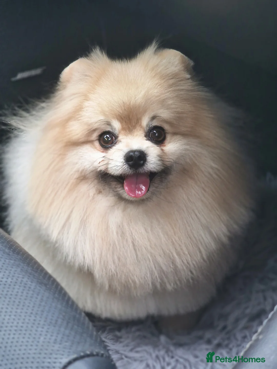 Pomeranian dogs for stud: Rocket Pomeranian stud  in Romford - Advert 2