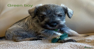 Miniature Schnauzer dogs - Advert 8