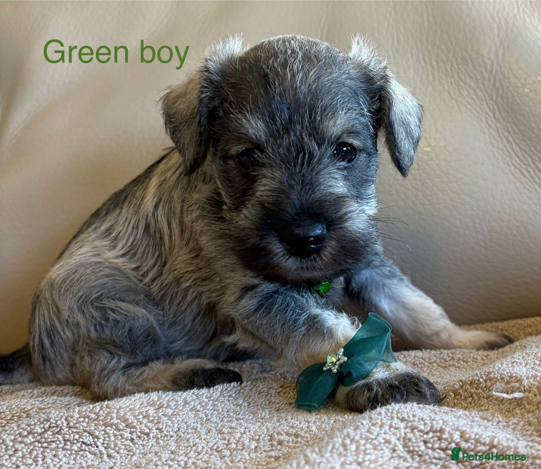 Miniature Schnauzer dogs for sale: Kc registered miniature schnauzer Bva eye test - Image 3