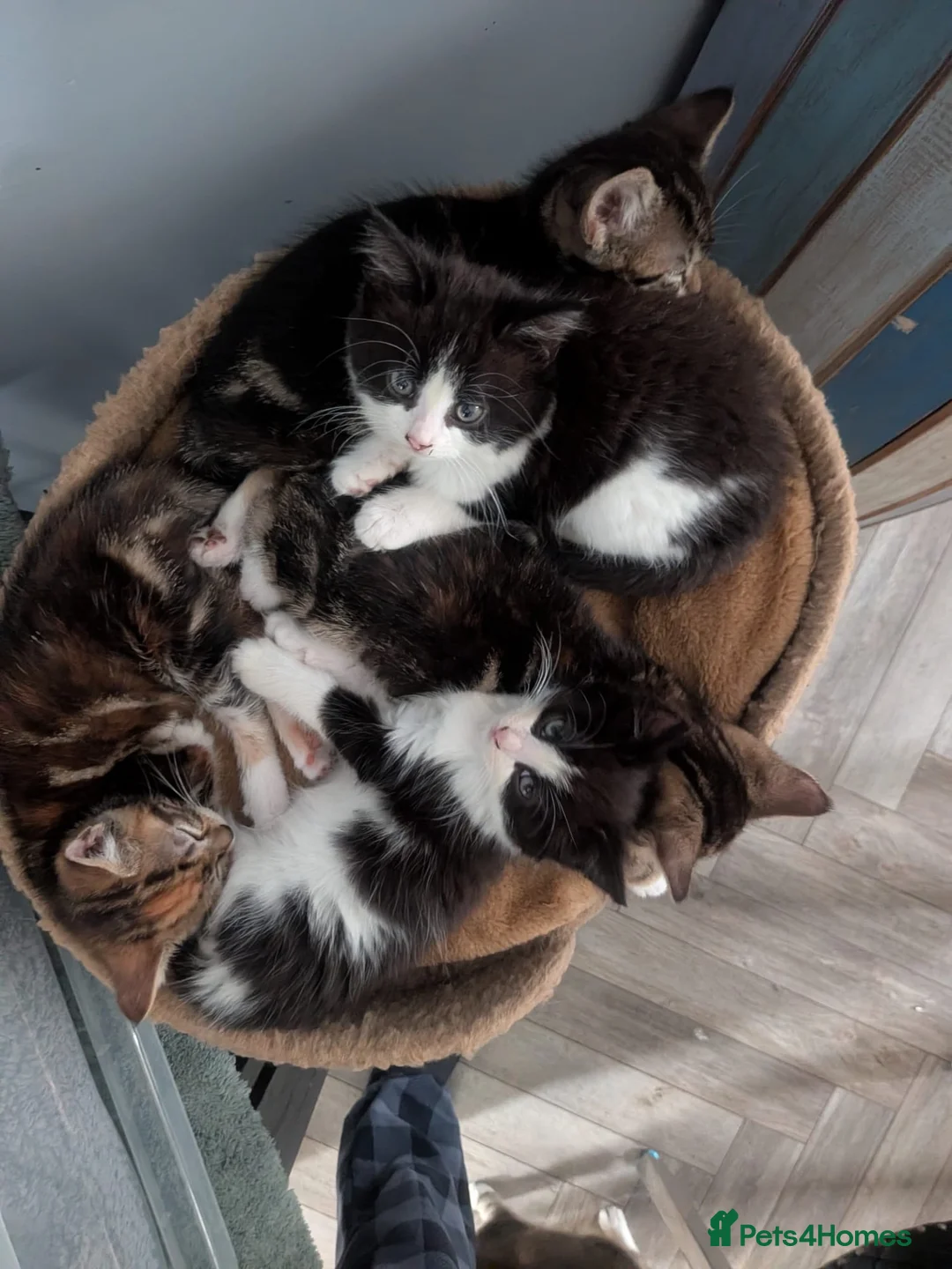 Mixed Breed cats for sale: 5 little chubby fur balls  - Advert 2