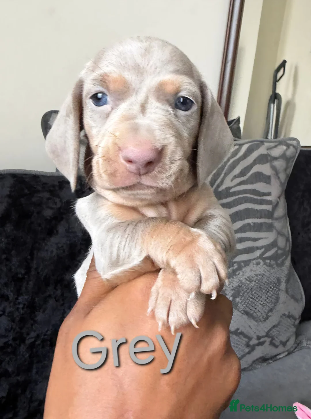 Dachshund dogs for sale: Miniture dachshund puppies in London - Advert 2
