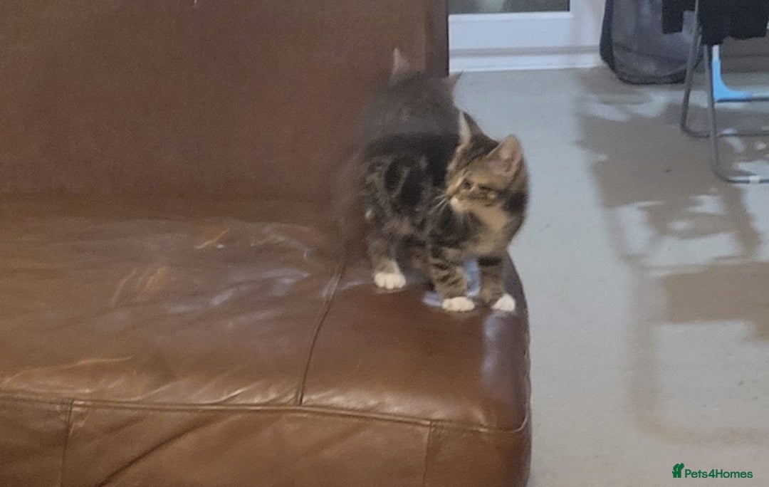 Mixed Breed cats for sale: 2 boys and 1 girl - Image 10